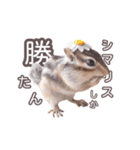 しまりすらいふ。3（個別スタンプ：1）