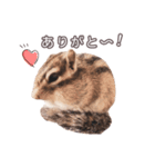 しまりすらいふ。3（個別スタンプ：2）