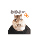 しまりすらいふ。3（個別スタンプ：3）