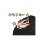 しまりすらいふ。3（個別スタンプ：4）