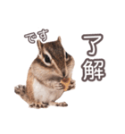 しまりすらいふ。3（個別スタンプ：5）