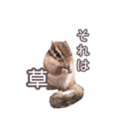 しまりすらいふ。3（個別スタンプ：7）