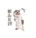 しまりすらいふ。3（個別スタンプ：8）