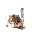 しまりすらいふ。3（個別スタンプ：10）