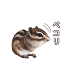 しまりすらいふ。3（個別スタンプ：11）