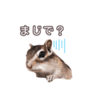 しまりすらいふ。3（個別スタンプ：13）