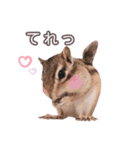 しまりすらいふ。3（個別スタンプ：16）