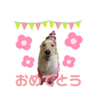 ♡シェリースタンプ♡（個別スタンプ：6）