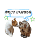 お家のにゃんこたち（個別スタンプ：23）