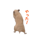 【動く】キンクマハムスターのくま子（個別スタンプ：2）