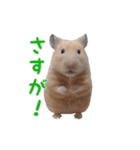 【動く】キンクマハムスターのくま子（個別スタンプ：7）