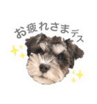 吾輩はシュナである☕︎（個別スタンプ：6）