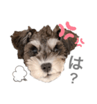 吾輩はシュナである☕︎（個別スタンプ：14）