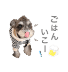 吾輩はシュナである☕︎（個別スタンプ：18）