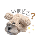 吾輩はシュナである☕︎（個別スタンプ：21）