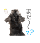 吾輩はシュナである☕︎（個別スタンプ：22）