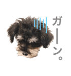 吾輩はシュナである☕︎（個別スタンプ：23）
