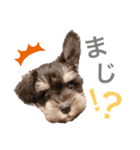 吾輩はシュナである☕︎（個別スタンプ：26）