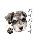吾輩はシュナである☕︎（個別スタンプ：30）