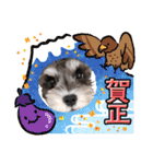 吾輩はシュナである☕︎（個別スタンプ：32）