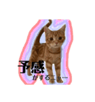 アメショのほっぺ様によるごあいさつ（個別スタンプ：3）