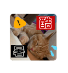 アメショのほっぺ様によるごあいさつ（個別スタンプ：5）