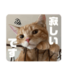 アメショのほっぺ様によるごあいさつ（個別スタンプ：6）