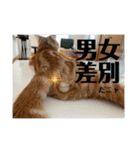アメショのほっぺ様によるごあいさつ（個別スタンプ：7）