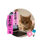 アメショのほっぺ様によるごあいさつ（個別スタンプ：9）