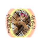 アメショのほっぺ様によるごあいさつ（個別スタンプ：10）
