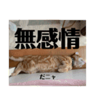 アメショのほっぺ様によるごあいさつ（個別スタンプ：11）