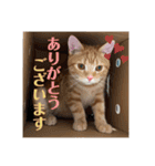 アメショのほっぺ様によるごあいさつ（個別スタンプ：13）