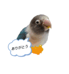 かわいい愛鳥スタンプ（個別スタンプ：1）