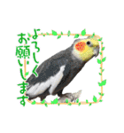 かわいい愛鳥スタンプ（個別スタンプ：3）