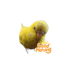 かわいい愛鳥スタンプ（個別スタンプ：4）