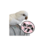 かわいい愛鳥スタンプ（個別スタンプ：6）