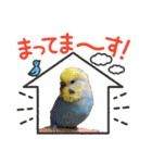 かわいい愛鳥スタンプ（個別スタンプ：7）