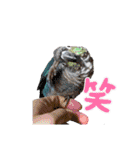 かわいい愛鳥スタンプ（個別スタンプ：12）