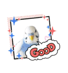 かわいい愛鳥スタンプ（個別スタンプ：13）