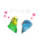 かわいい愛鳥スタンプ（個別スタンプ：14）