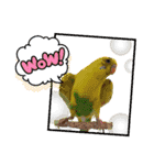 かわいい愛鳥スタンプ（個別スタンプ：19）