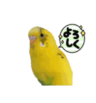 かわいい愛鳥スタンプ（個別スタンプ：22）