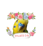 かわいい愛鳥スタンプ（個別スタンプ：25）