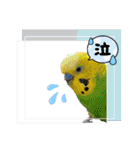 かわいい愛鳥スタンプ（個別スタンプ：29）