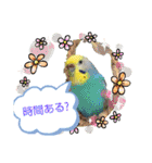かわいい愛鳥スタンプ（個別スタンプ：30）