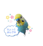かわいい愛鳥スタンプ（個別スタンプ：36）