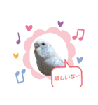 かわいい愛鳥スタンプ（個別スタンプ：37）