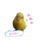 かわいい愛鳥スタンプ（個別スタンプ：39）