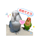 かわいい愛鳥スタンプ（個別スタンプ：40）