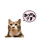 猫のチェロちゃん（個別スタンプ：1）